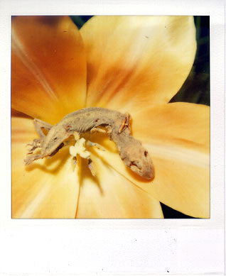 NOBUYOSHI ARAKI -“Pola eros” F#1- 2006