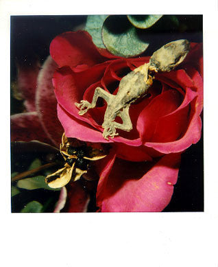 NOBUYOSHI ARAKI -“Pola eros” F#2- 2006