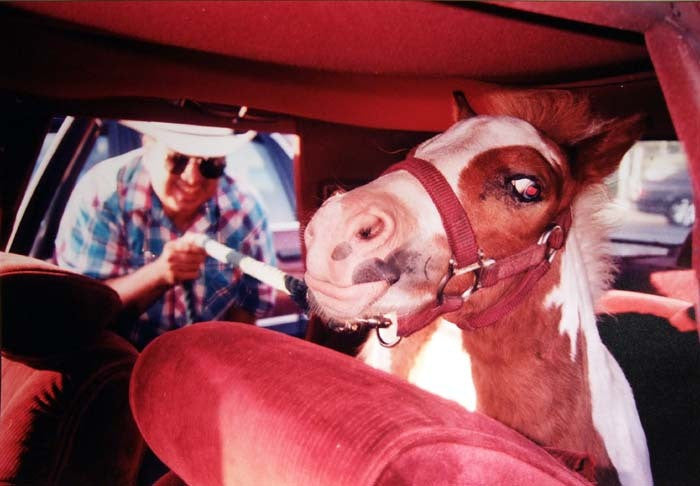 DAVE SCHUBERT - Horse in back seat of car Central Valley Ca 2000